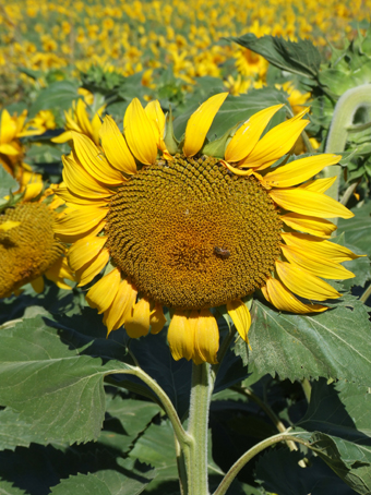 girasole