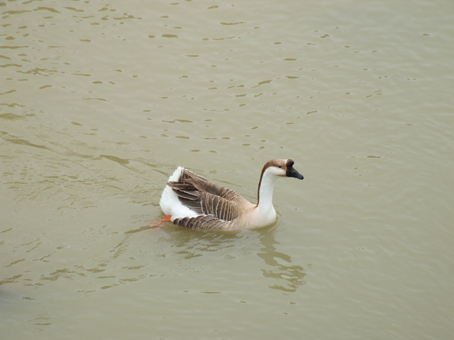 anatra maschio