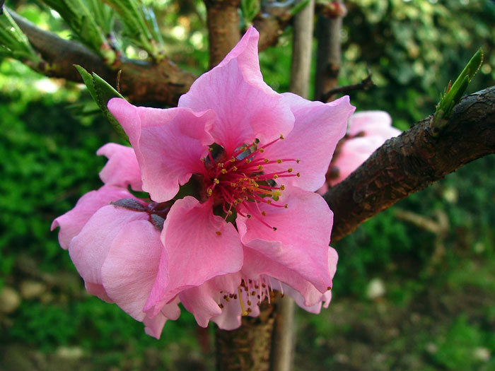 Fiori rosa, fiori di pesco
