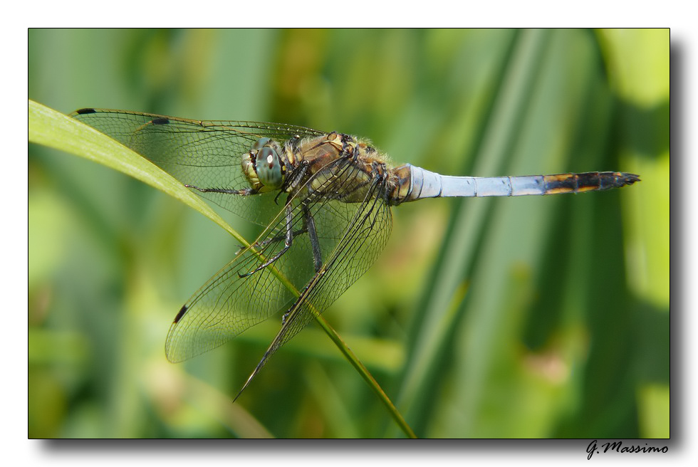Libellula