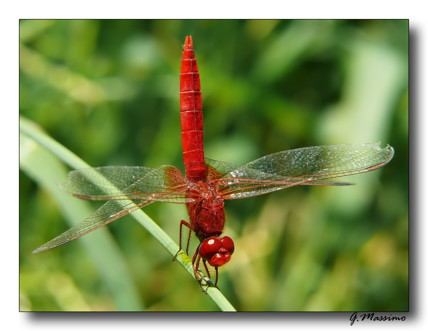 Red Dragonfly 1