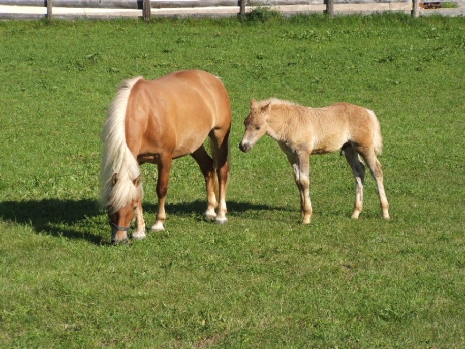 Cavalli avelignesi