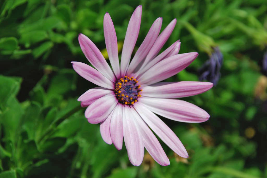 Fiore