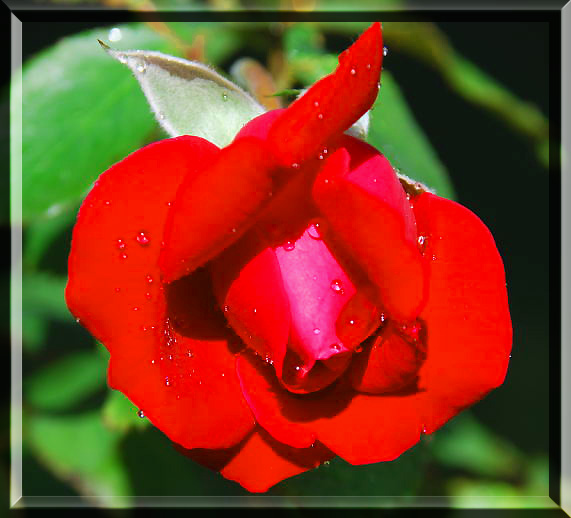 Rosa