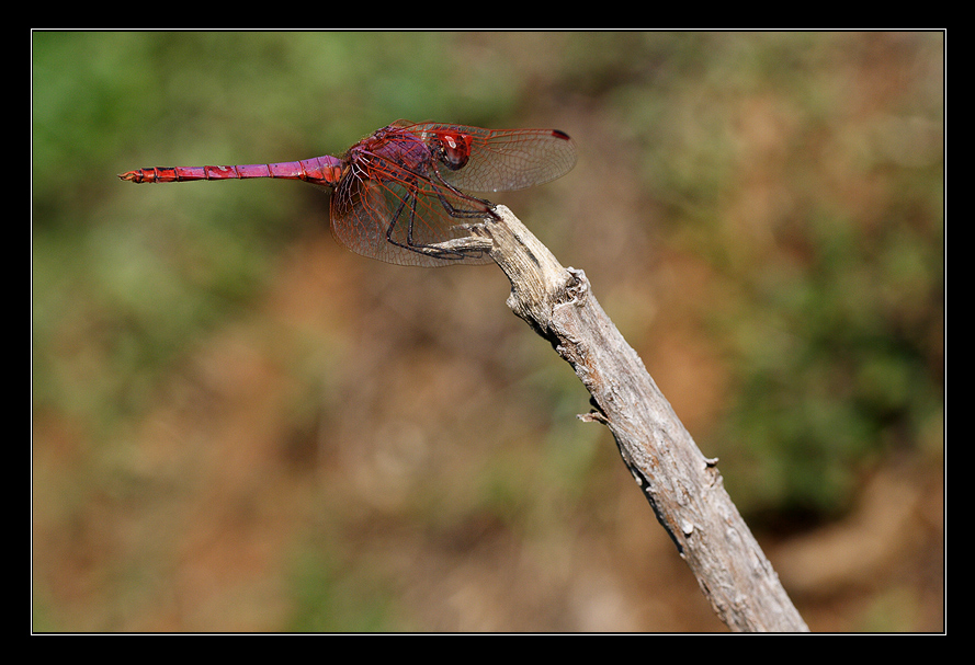 Waiting for a fly