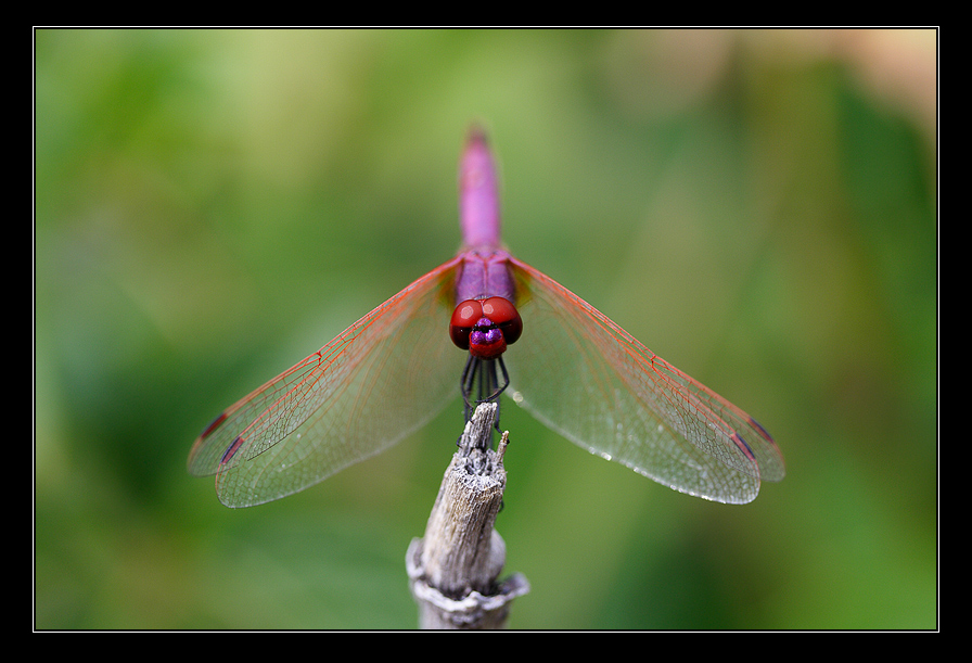 dragonfly