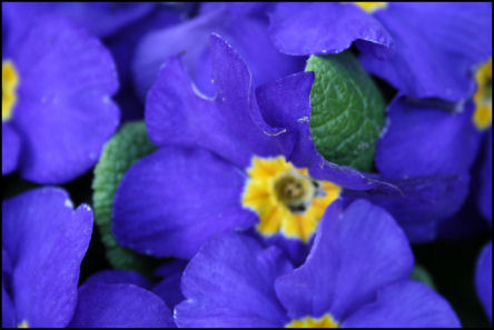 fiori