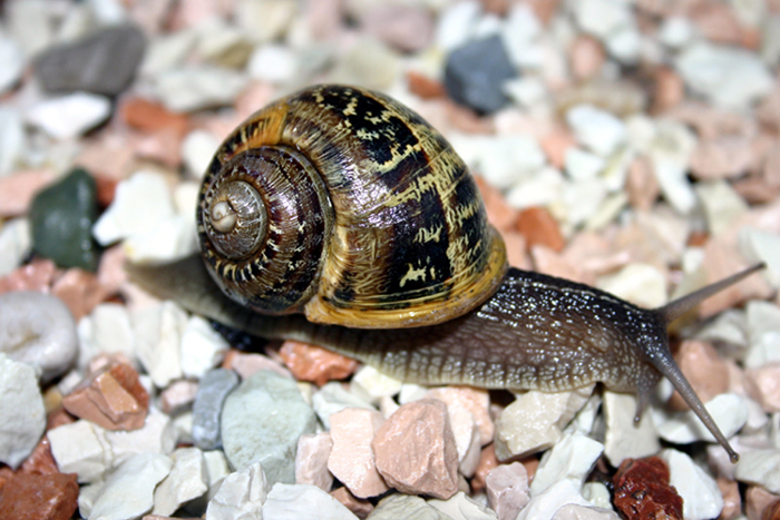 lumaca