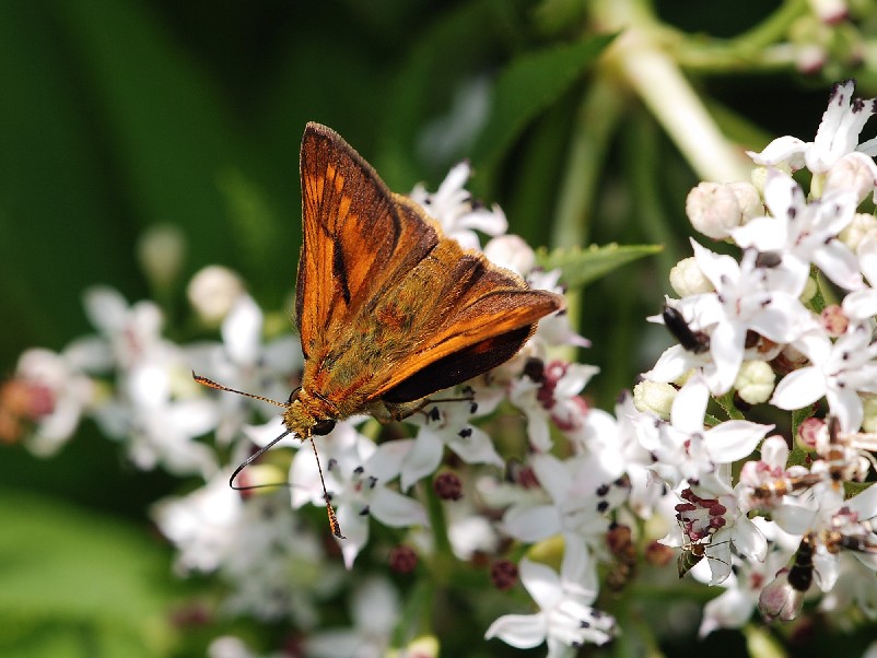 Ochlodes venauts