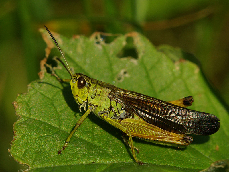 cavalletta