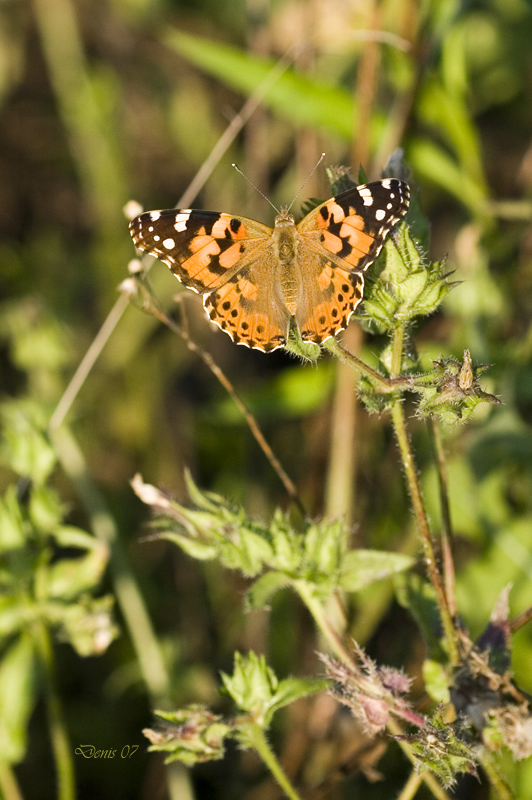 vanessa dei cardi