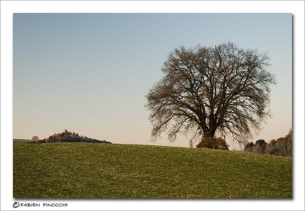 Tree