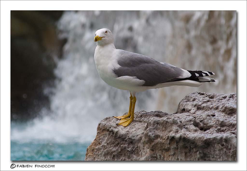 Il guardiano