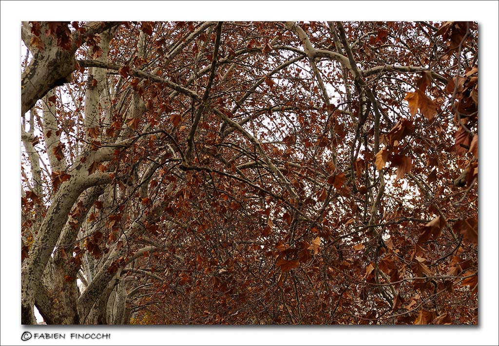 Autumn