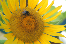 Girasole Fecondo