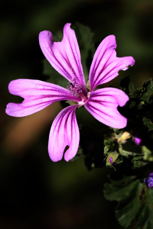 Fucsia