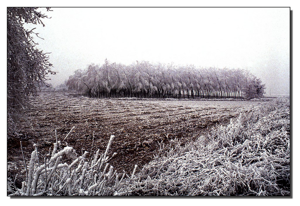 Brinata