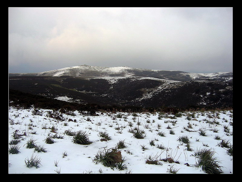 neve