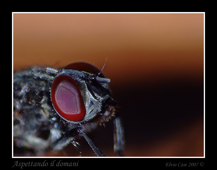 mosca....
