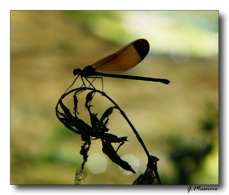 forme serali