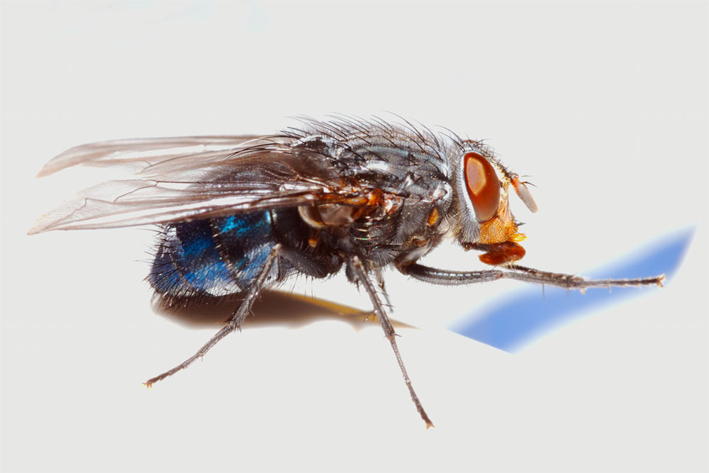 mosca
