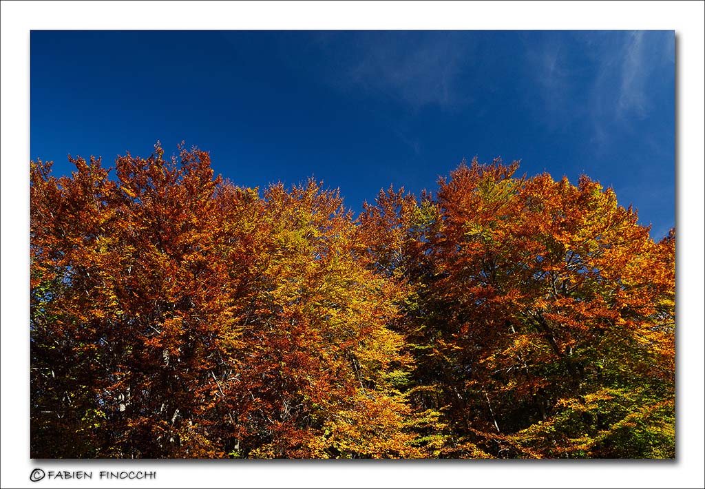 Autumn