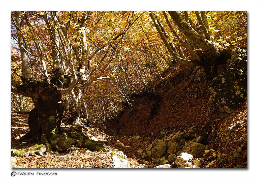 Autumn