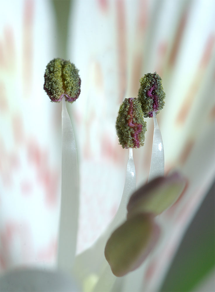 PISTILLI