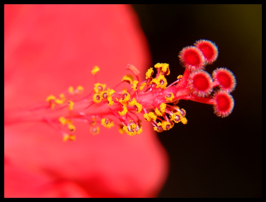 fiore astratto..