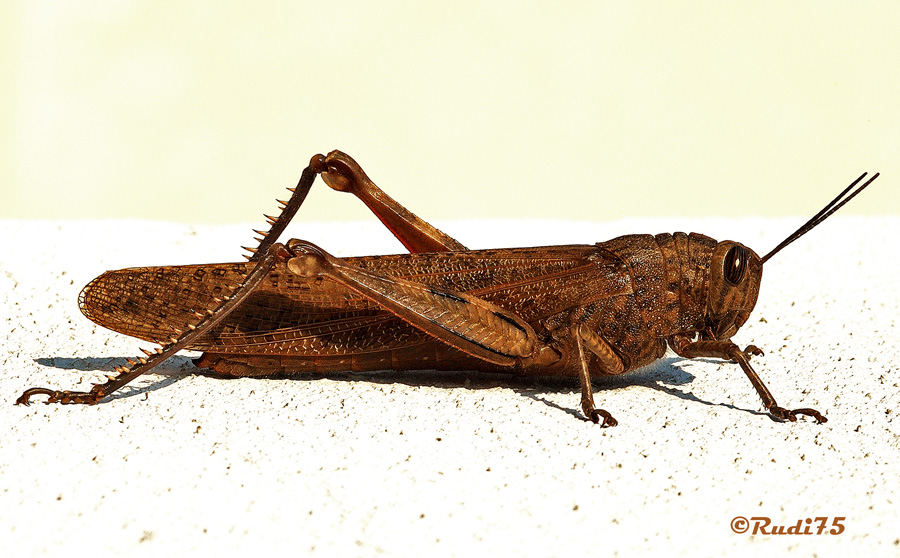 Vecchia cavalletta