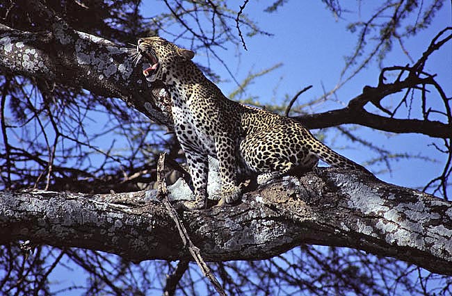 leopardo 2