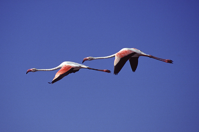 fenicotteri in volo