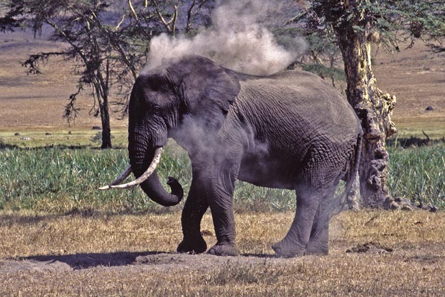 elefante 1