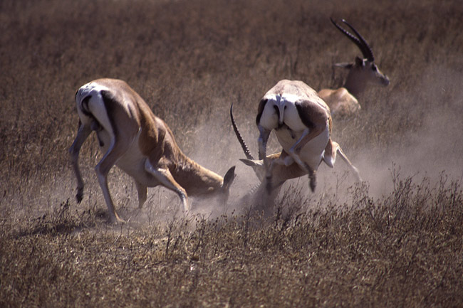 antilope di grant