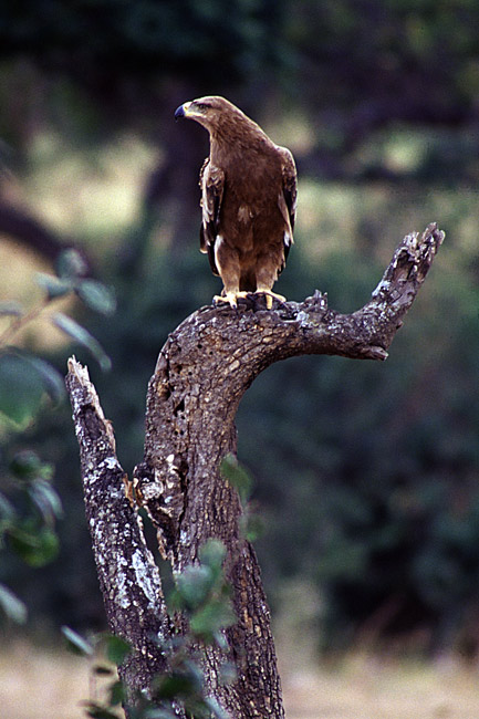 aquila