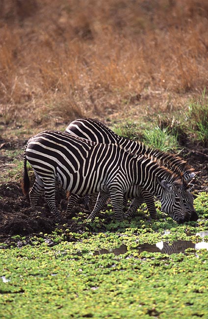 zebre 2