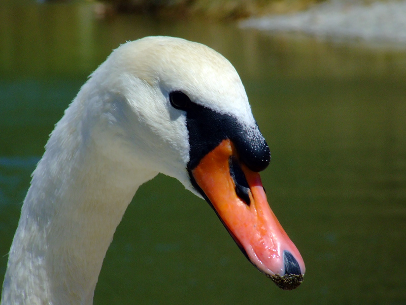 Cigno 2