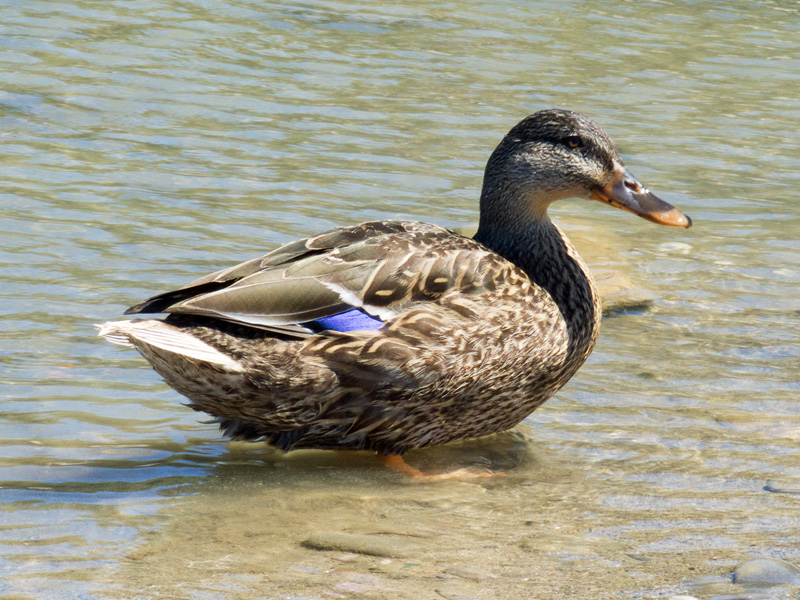 Fauna