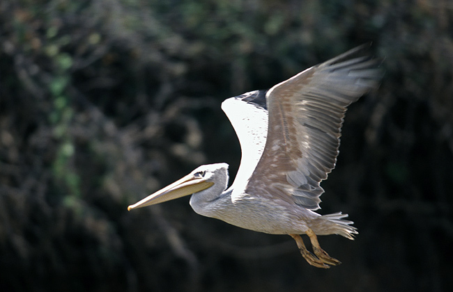 pellicano