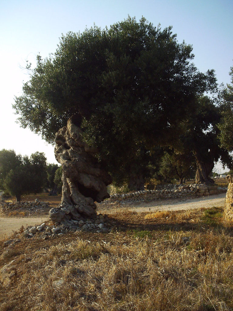 l'albero mostro