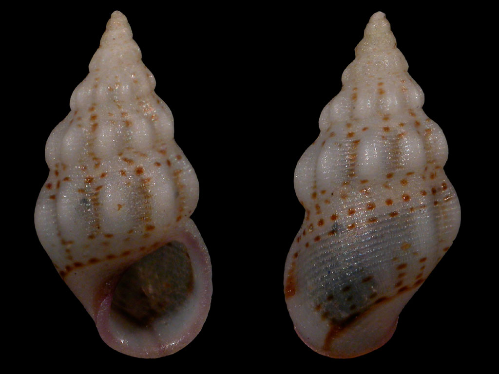 Rissoa variabilis