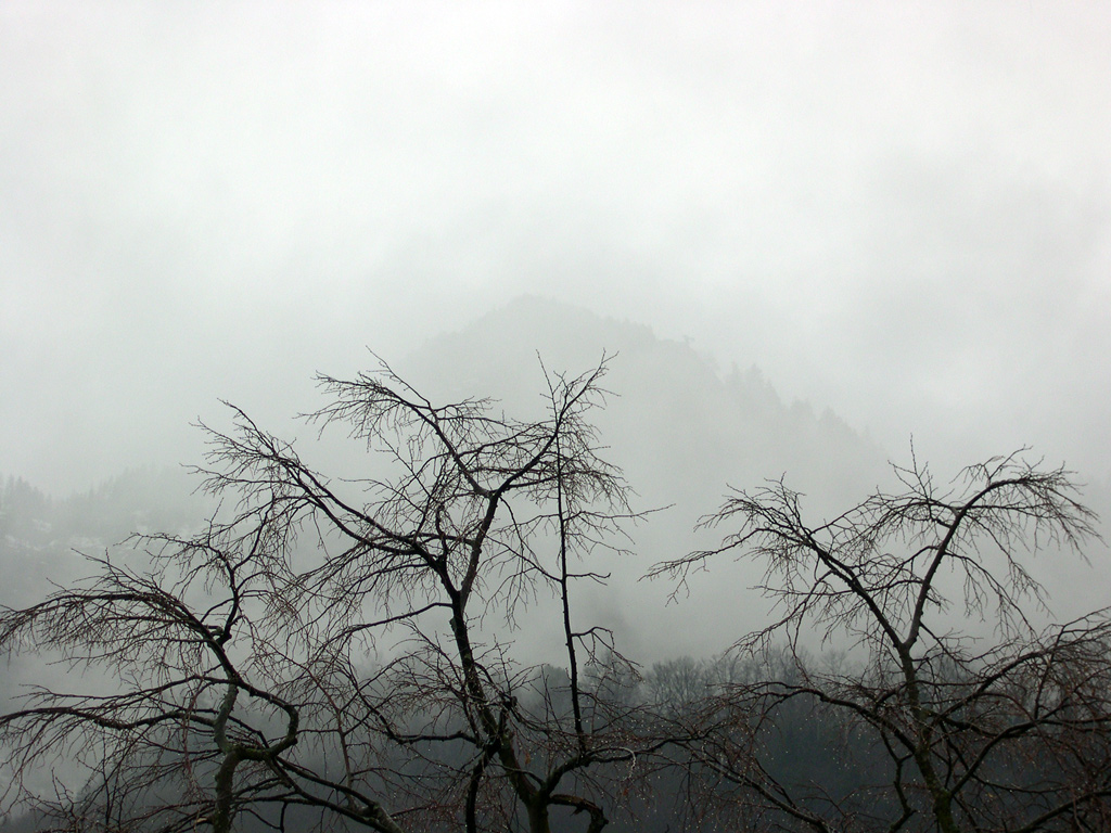 Alberi