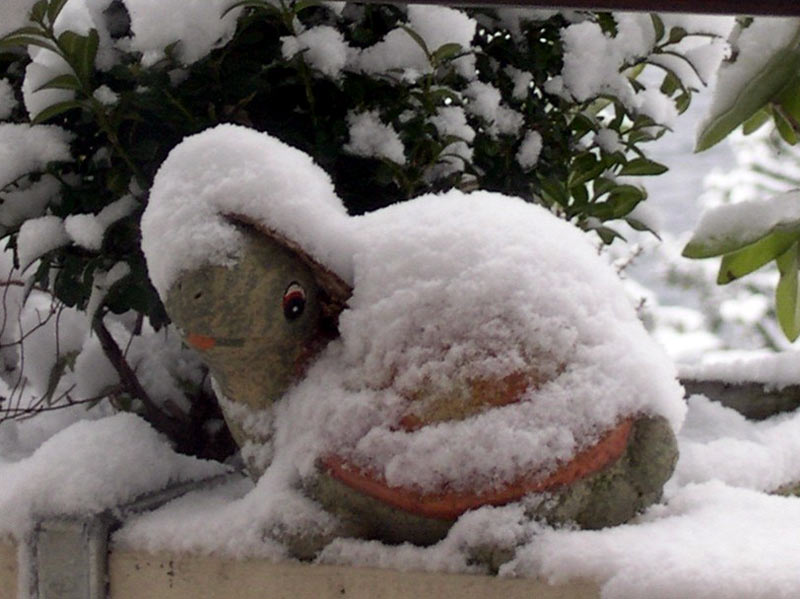 Tartaruga innevata