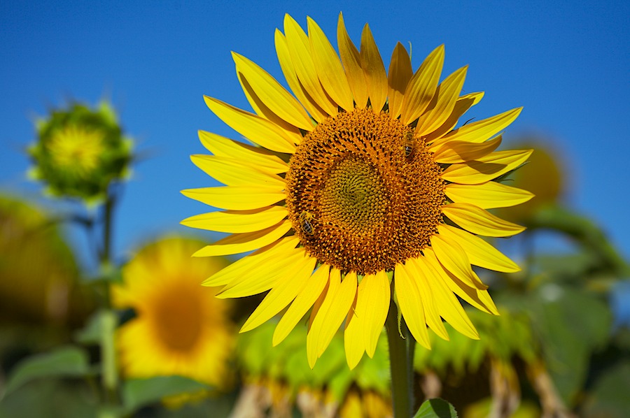Girasole