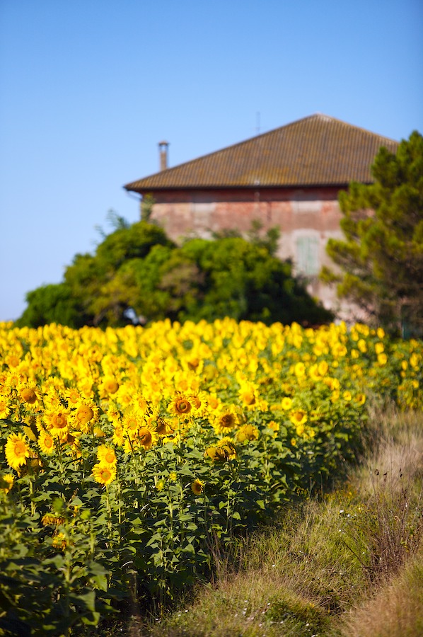 Casa e girasoli