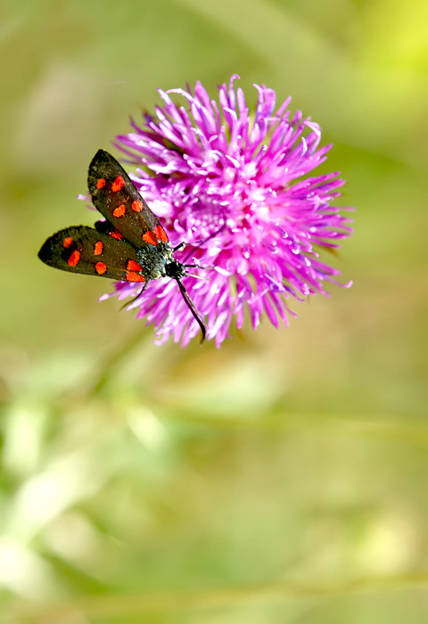 Zygaena