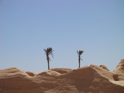 due palme