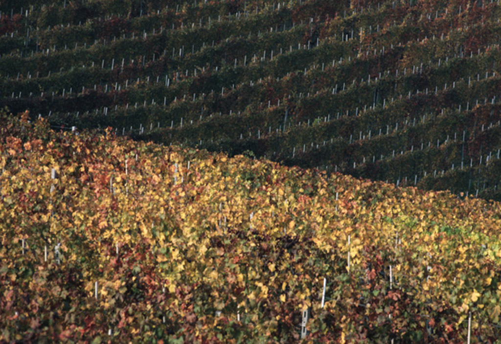 vigneti