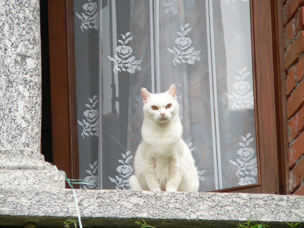 Il gatto di Barna