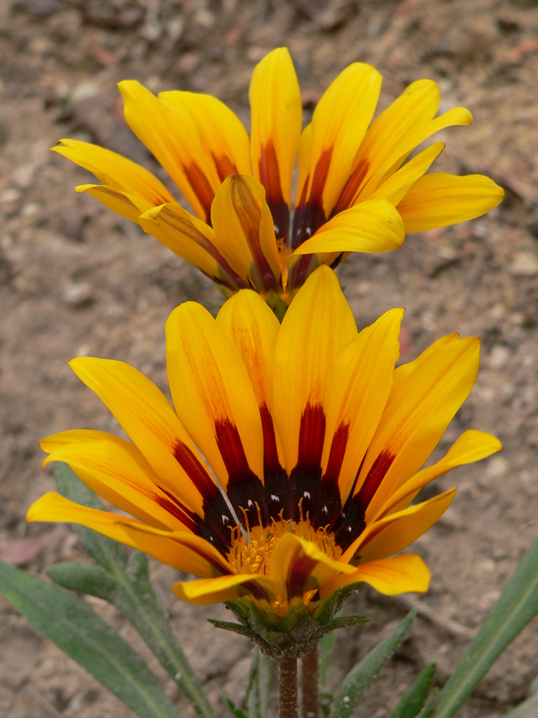 ....fiori..